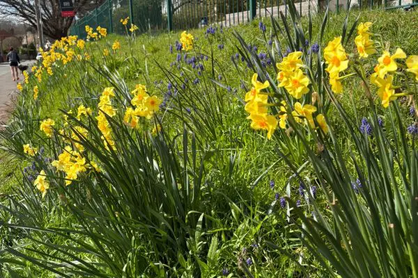 Bobs Bank Volunteers